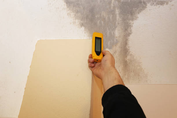 Best Comprehensive Air Testing for Mold Contaminants  in Bellevue, OH