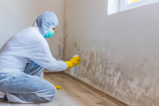 Mold Odor Removal Services in Bellevue, OH